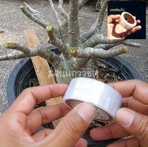 ขายเทปพันกิ่งชวนชม เทปติดตา เทปเสียบยอด เทปพันกิ่งไม้ดอกไม้ประดับและไม้ผล เทปขยายพันพืชสําหรับคนรักต้นไม้ เทปใช้ในงานทําสวน เทปยืดได้ใช้งานง่าย