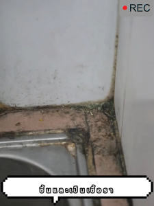 【เชื้อราหายไปจริงๆแล้ว】น้ำยากำจัดเชื้อรา สเปรย์กำจัดเชื้อรา อัตราการฆ่าเชื้อสูงถึง 99.9% คราบเชื้อรา คราบปากกา เสื้อขาวขึ้นรา 650ml ไม่ทำร้ายผนัง ขจัดเชื้ออราอย่างรวดเร็ว ทนทานต่อโรครา ไม่ต้องขัดด้วยมือ สเปรย์ฆ่าเชื้อรา ทำความสะอาดขจัดคราบสกปรก