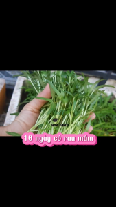 Hạt Giống Rau Cải Bẹ Xanh Ăn Non TR04