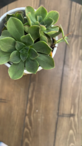 Thực phẩm hỗ trợ cân bằng đường huyết tự nhiên LifeSeasons THERAPEUTICS GS Stabili-T 90 VEG CAPSULES cho tuýp 1&2 của Mỹ