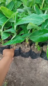 Bibit Buah Pisang Cavendish Terlaris