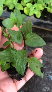 มินต์ดำ หรือ แบล็กมินต์ *Black Mint * ส่งแบบกิ่งปักชำมีรากสมบูรณ์