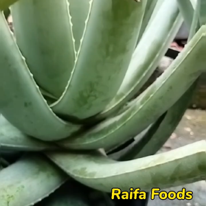 Pelepah Lidah Buaya 500gr & 1kg: Tanaman Lidah Buaya Jumbo Organik Segar Alami Aloe Vera Gel Asli