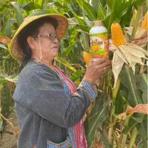 เซียนข้าวโพด 1 แกลลอน แถม 2 ลิตร ฉีดพ่นทางใบ ฮอร์โมนข้าวโพด อาหารพืช ปุ๋ย ยาฉีดข้าวโพด เร่งต้น เร่งฝัก ฝักใหญ่ แกนเล็ก เมล็ดเต็ม