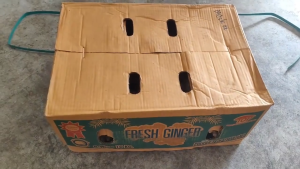 Thailand Bentong Ginger - Ideal for Crafting Exquisite Brown Sugar Ginger Tea and Perfect for Confinement Care | Halia Bentong Thailand Halal | 泰国文东姜 100g/500g/1kg