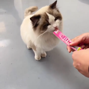 Snack Kucing Kitten Murah Cemilan Kucing Penggemuk Bergizi Cat Food Strip Stick Treats Cemilan Hewan