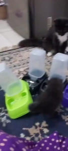 LJR Auto Pet Feeder - Kapasitas 650 ml - Tempat Makan dan Minum Hewan Anjing Kucing - Praktis dan Otomatis - Cocok untuk Pemilik Hewan yang Sibuk atau Suka Berpergian