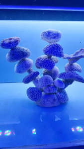 Termurah Terumbu karang LAUT buatan terumbu karang terumbu karang laut karang buatan atau SETTING karang aquarium karang aquascape terumbu