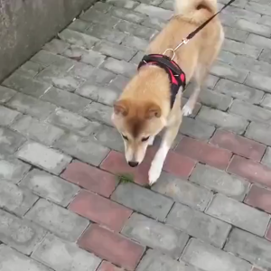 Pet Harness with Leash Adjustable Collar Leashes Reflective＆Breathable Harness Pet Harness Dog Leads