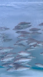 Kelah Merah Premium: Ikan Hiasan Bernilai Tinggi dengan Warna Merah Menyala 3.5 - 4 INCH +- TERENGGANU