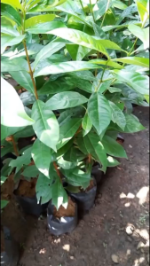 Paket 5 Bibit Daun Salam: Pertanian dan Tanaman