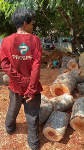 สากแก่นไม้น้้ำเกลี้ยง ขนาด15.5นิ้ว บ้านโคกวิลัยแท้ สากแก่นไม้น้ำเกลี้ยง สากไม้ เหมาะสำหรับครก10นิ้วขึ้นไป