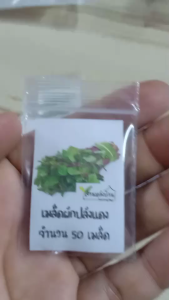 50 เมล็ด ผักปลังแดง เมล็ดผักปลัง ผักปลัง เมล็ดผักปลัง เมล็ดผักปลังแดง เมล็ดผักปลังม่วง ผักปลังแดง ผักปรัง เมล็ดผักปรัง