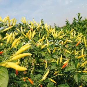 Benih Cabai Cabe Rawit Seta Super Cap Mutiara Bumi Isi 600 Butir