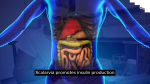 STEVIA DENGAN PROTEIN SUSU (GFC) – Scalarvia enhanced by Uniwave - Zero Sugar Zero calories organic stevia Sweetener