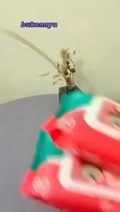 BELLA Tissue Basah Bayi Newborn: Perlengkapan Bayi Ganti Popok & Perawatan Kecantikan