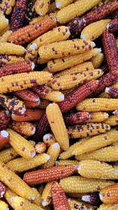 Hamster Mini Corn Jagung Hamster Corn Molar Chinchilla Rabbit snack