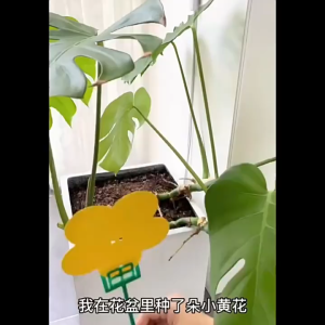 10 Lembar Yellow Trap Perangkap Serangga Hama Ikat Kuning Per Lembar 2 Sisi Rekat Yellow Sticky Trap Untuk Hidroponik Tanaman / Insect Trap / Perangkap Hama / Lem Hama Perangkap Lalat Buah