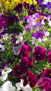 Hạt giống hoa cánh bướm pansi đơn mix màu-gói 50 hạt