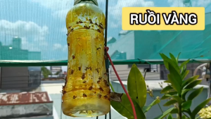 Keo xịt bẫy ruồi vàng côn trùng dạng chai xịt 450 ml Bảo vệ cây trồng
