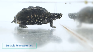 InchGold Turtle Feed Pellets: Premium Aquatic Reptile Food - Balanced Nutrition (100g & 200g & 500g)