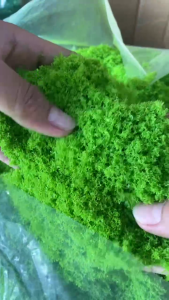 Bột rêu nhựa trang trí gốc cây tiểu cảnh làm DIY