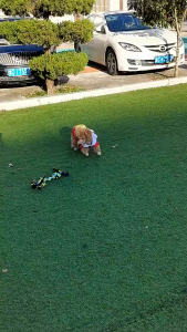 Mainan Kucing Gigitan Tali Kepang Mainan Gigi Anjing Intearctive Dog Chew Toy (Rope)