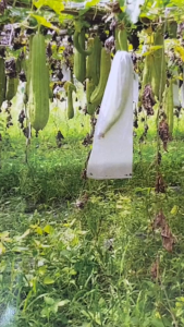 Túi Tạo Bọt Xà Phòng Túi Xơ Mướp Tắm Túi Đựng Xà Phòng Bao Tắm Xơ Mướp Túi Thơm Khử Mùi Tủ Lạnh Tẩy Tế Bào Chết