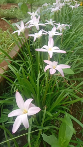 10 Umbi Bunga Lili Hujan Rain Lilly Zephyranthes First Love