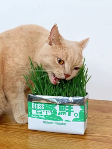 Cat Organic Grass Seeds Cat Hairball Solution Hydroponic Planting Cat Grass in Bags Without Soil