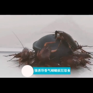 Thuốc Diệt Gián Hộp 12 Viên Diệt Tận Gốc Dễ Sử Dụng Tác Dụng Lâu Dài An Toàn-NIEVE