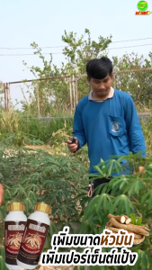 เพิ่มขนาดหัวมัน 500CC, เพชรดำลงหัวพรีเมี่ยม, บำรุงมัน เพิ่มเปอร์เซ็นต์แป้ง รับประกันจากผู้ใช้งานจริง สินค้าพร้อมจัดส่งใน 1 วัน