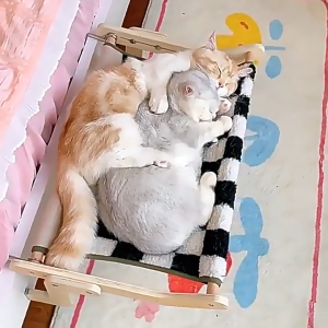 Pet Bed Hanging Wooden/Cat Bed Hanging Bedside/Window Bed