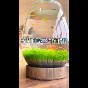 ดินปลูกไม้น้ำ ต้นไม้น้ำ ของแต่งตู้ปลา เพิ่มสีสัน เพิ่มความงามตู้ปลา เมล็ดไม้น้ำ มี8ชนิด ปลูกง่าย ไตไว ส่งจากกรุงเทพ