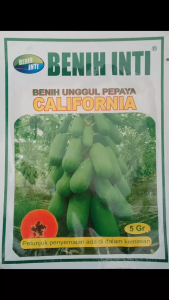 benih inti pepaya california 5gram