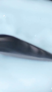 MS GLOW Night Crea Ultimate Untuk Kulit Berkomedo dan Flek Hitam