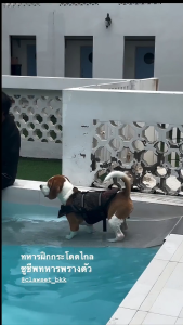 [สินค้าราคาพิเศษ รบกวนอ่านก่อนสั่งซื้อ] เสื้อชูชีพสัตว์เลี้ยง ลายพราง เสื้อชูชีพหมาแมว | CLAWSET.BKK