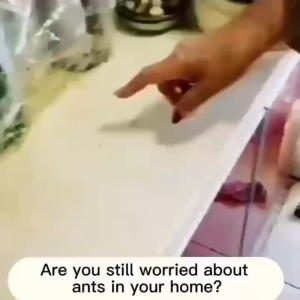 🐜Whole Nest Kill Ants & Termites Killer Spray 🐜