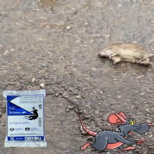 Klik-Beli Racun Tikus Petrokum Mati Kering Rodentisida Pembasmi Tanpa Bau