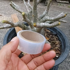 เทปพันกิ่งชวนชม 1นิ้ว +2 นิ้ว  แพ็คคู่ราคาพิเศษ  เทปติดตา เทปเสียบยอด เทปพันกิ่ง เทปพันกิ่งนั่งแท่น ไม้ดอกไม้ประดับและไม้ผล