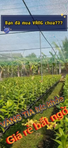 Hoa lan denro tia vàng