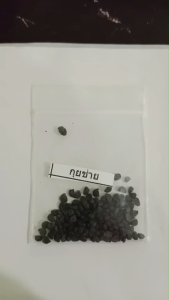 เมล็ดพันธุ์กุยช่าย ซองละ 5 บาท