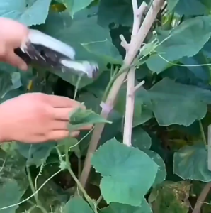 Tapetool Merah V2 / Alat Pengikat Tanaman Merah / Tapetool Pengikat Lanjaran Tanaman