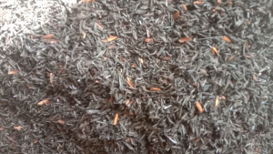 Sekam Bakar Arang Sekam 1 Kg