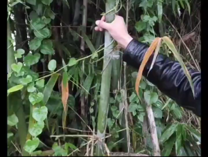 Long-handled sickle for mowing grass and corn outdoor firewood cutting knife iron handle machete hook knife agricultural garden outdoor firewood knife manganese steel multi-functional sickle