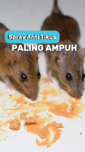 Wiselie Semprotan Pengusir Tikus Alami Obat Pengusir Anti Tikus Ampuh Disinfectant Spray