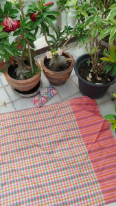 ผ้าขาวม้า อเนกประสงค์ ผ้าขาวม้าสำหรับตัดเสื้อผ้าและหมวก ผ้าขาวม้าสำหรับปูโต๊ะ ของฝากผู้ใหญ่