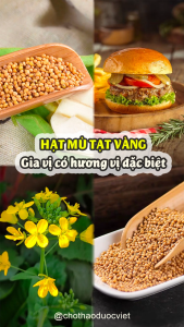 Hạt mù tạt vàng 100g Wasabi gia vị món Âu sốt chấm chế biến món ăn thơm ngon - Chợ Thảo Dược Việt
