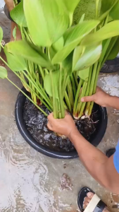 ผักตบชวา ต้นใหญ่ ผักตบ 1 กิโลกรัม