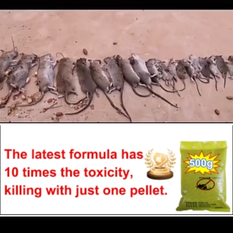 1000 Rats Working 1 bag kills 1000 rats Rat poison killer 500g Racun tikus paling ...
